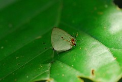 Iaspis andersoni
