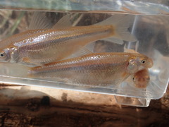 Hybognathus placitus