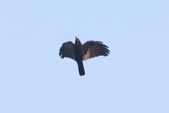 Corvus brachyrhynchos
