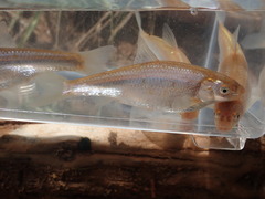 Hybognathus placitus