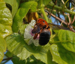 Xylocopa ruficeps