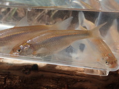 Hybognathus placitus