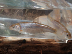 Hybognathus placitus