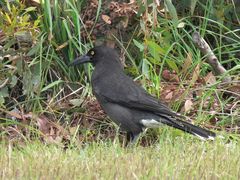 Strepera versicolor melanoptera
