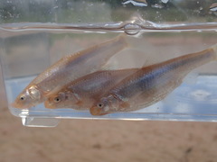 Hybognathus placitus