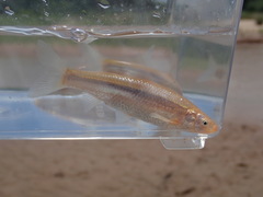 Hybognathus placitus