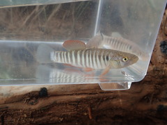 Fundulus zebrinus