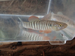 Fundulus zebrinus