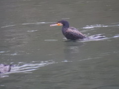 Phalacrocorax carbo