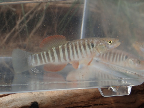 Plains Killifish