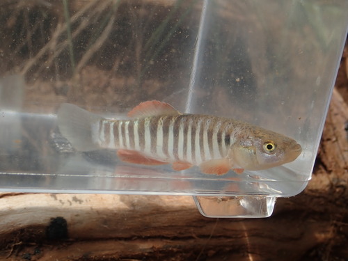 Plains killifish (Fundulus zebrinus) — Fundulidae