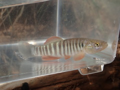 Fundulus zebrinus