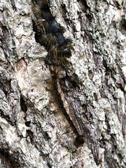 Entomophaga maimaiga