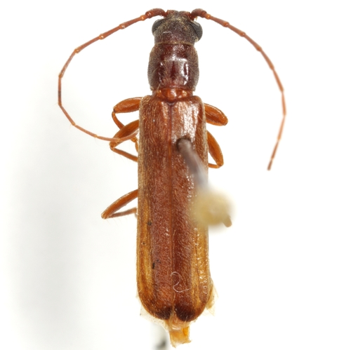 Haplidus laticeps