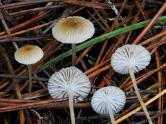 Mycena tenax