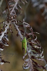 Homoeocerus graminis