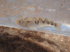 Cyprinodon rubrofluviatilis