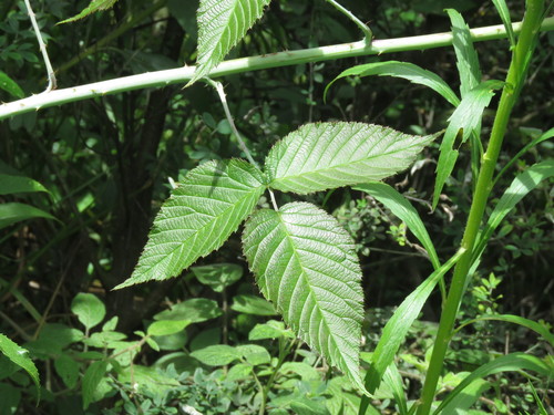 Image of Rubus glaucus by (c) Juan Carlos Caicedo Hernández, some rights reserved (CC BY)