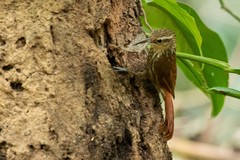 Xiphorhynchus fuscus