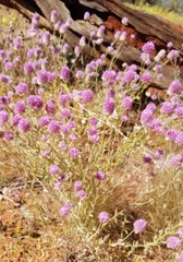 Ptilotus helipteroides