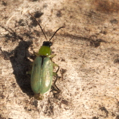 Diabrotica longicornis