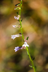 Lobelia brevifolia