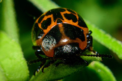 Platyphora congregata