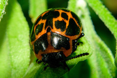 Platyphora congregata