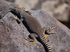 Liolaemus petrophilus