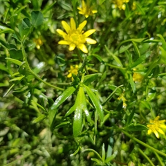 Ranunculus diminutus