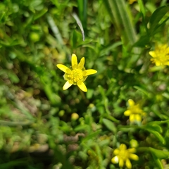 Ranunculus diminutus