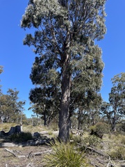 Eucalyptus amygdalina