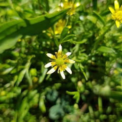 Ranunculus diminutus