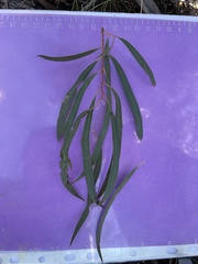 Eucalyptus amygdalina