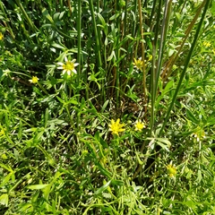 Ranunculus diminutus