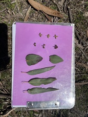 Eucalyptus dalrympleana