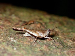 Systolederus cinereus