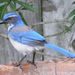 Western Scrub-Jay - Photo (c) Jessica Merz, some rights reserved (CC BY)