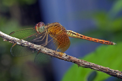 Neurothemis intermedia