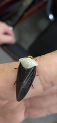 Oxypeltarion masoni