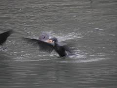 Phalacrocorax carbo