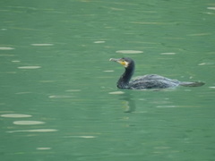 Phalacrocorax carbo