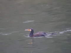 Phalacrocorax carbo