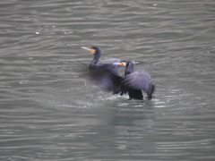 Phalacrocorax carbo