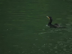 Phalacrocorax carbo