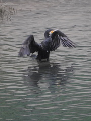 Phalacrocorax carbo