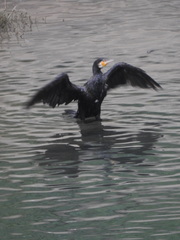Phalacrocorax carbo