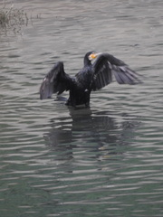 Phalacrocorax carbo