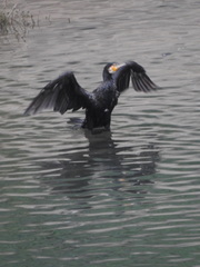 Phalacrocorax carbo