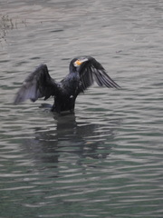Phalacrocorax carbo